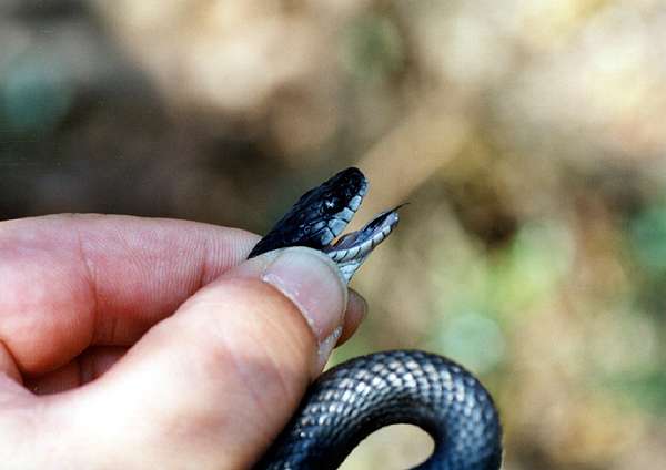 シマヘビ黒化型 カラスヘビ の幼蛇 広島産