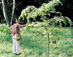 エノキの幼木で幼虫を探す妻（2005年10月）